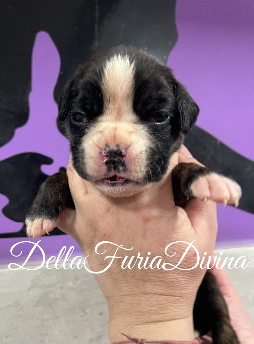 Della Furia Divina - Boxer - Portée née le 21/03/2026