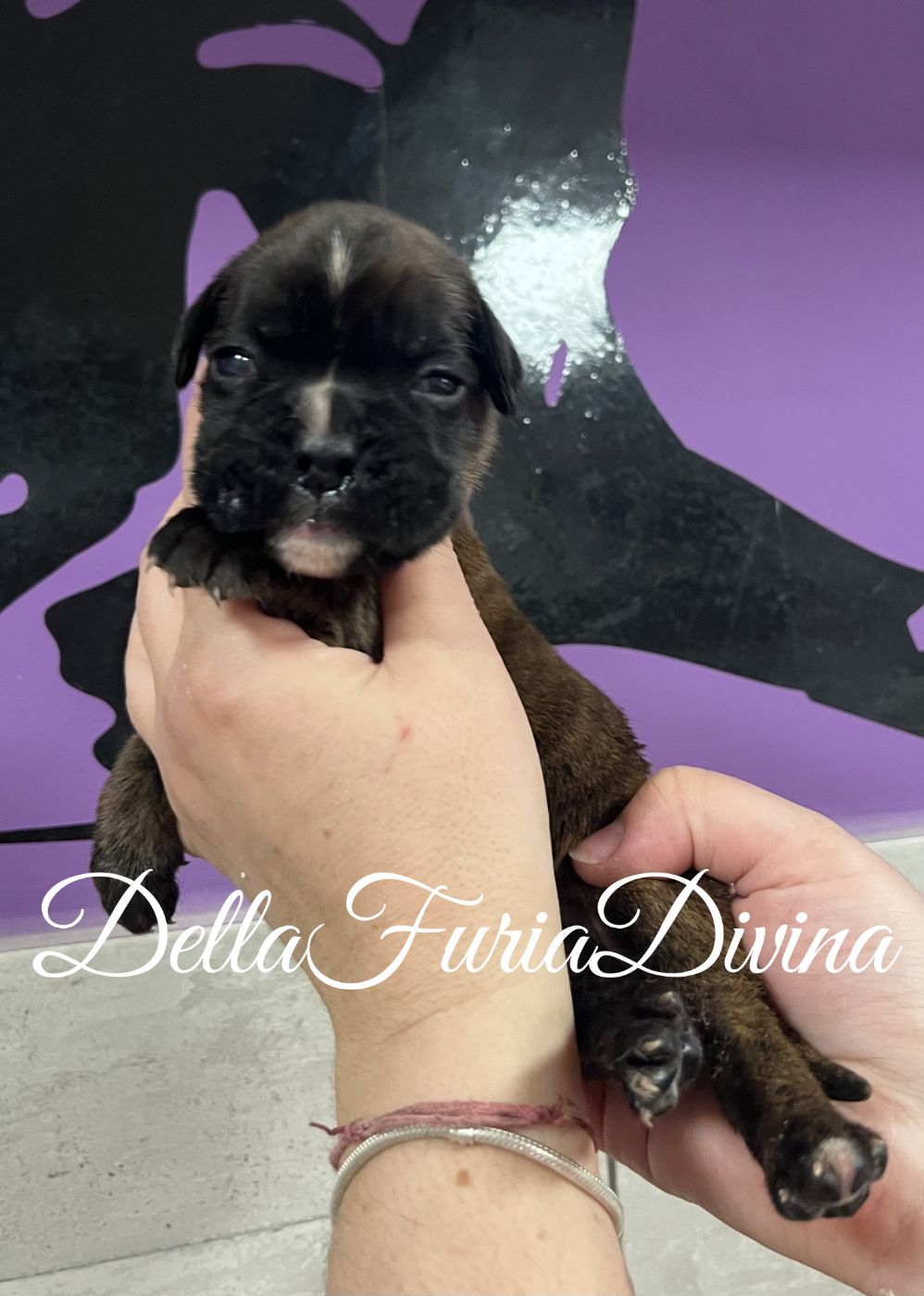 Della Furia Divina - Chiots disponibles - Boxer
