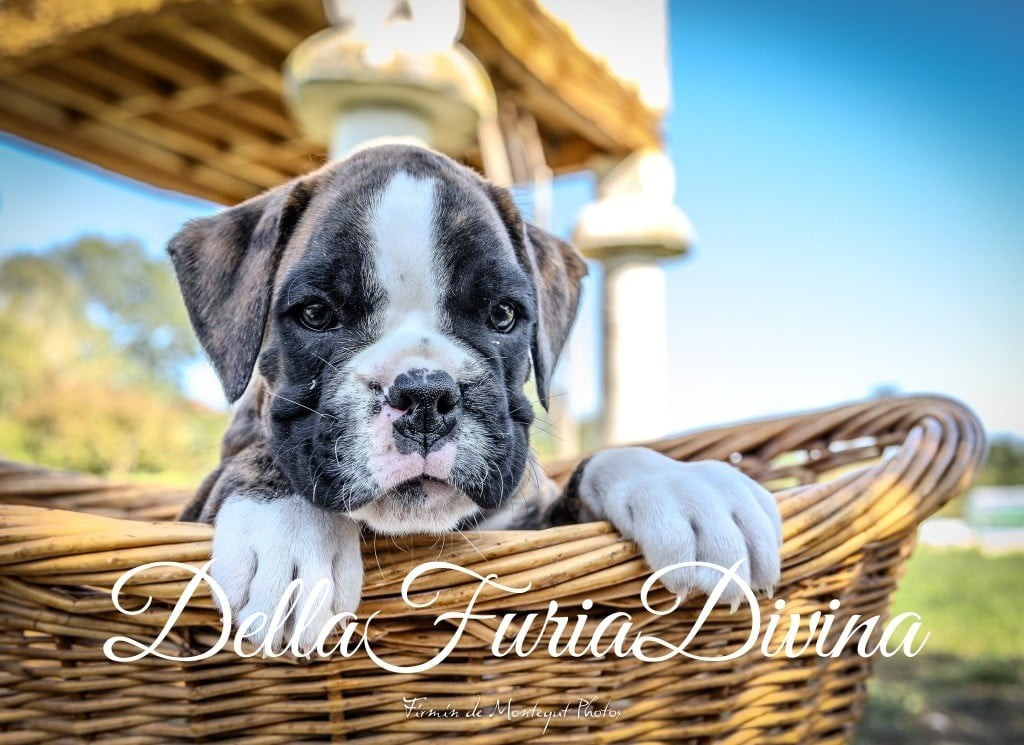 Della Furia Divina - Boxer - Portée née le 05/08/2025
