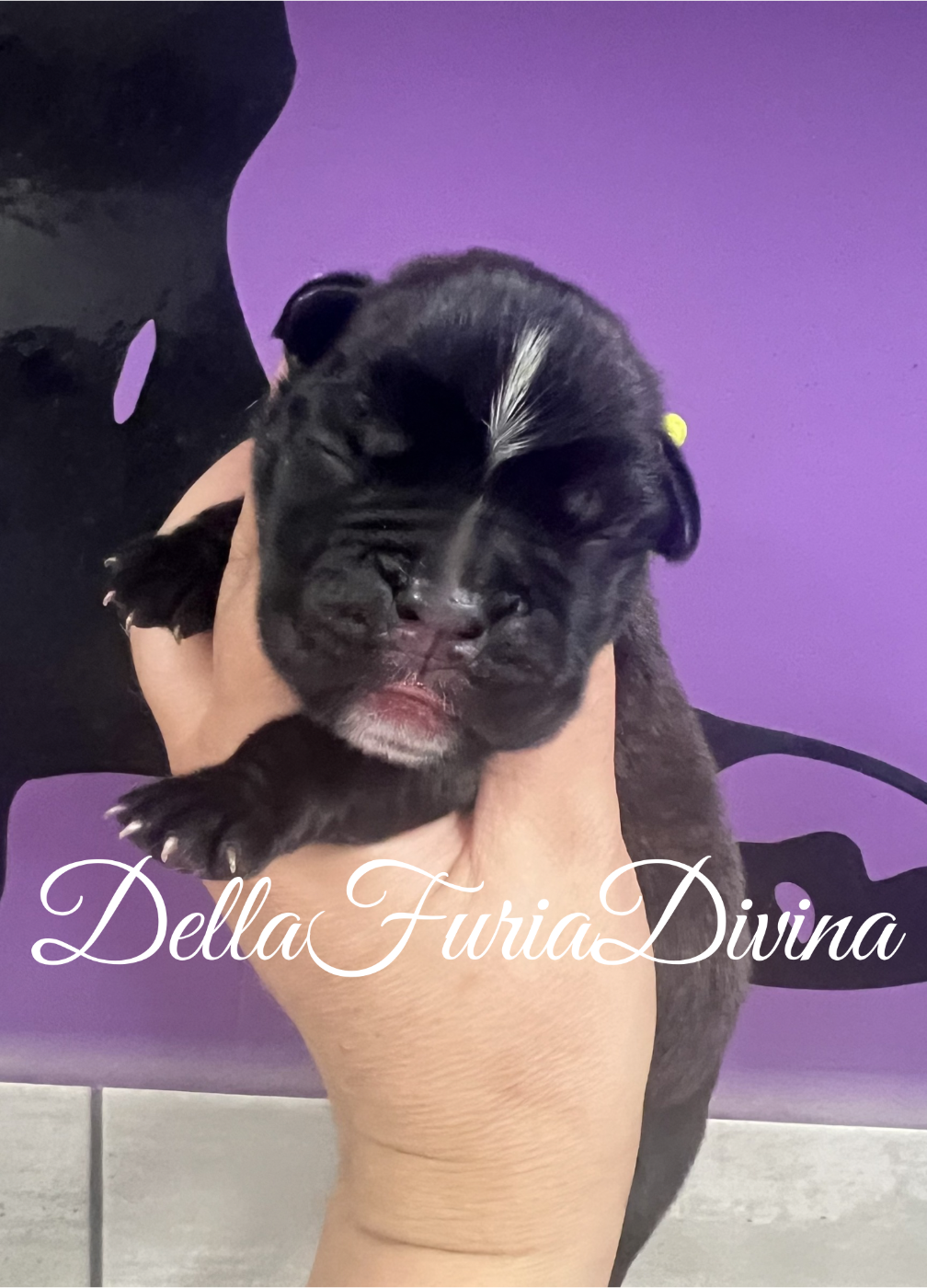 Della Furia Divina - Chiots disponibles - Boxer