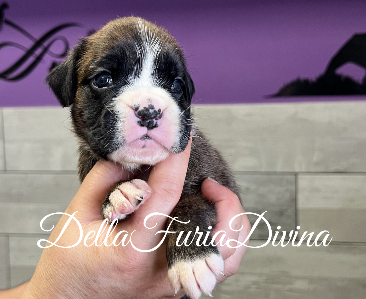 Della Furia Divina - Boxer - Portée née le 10/06/2026