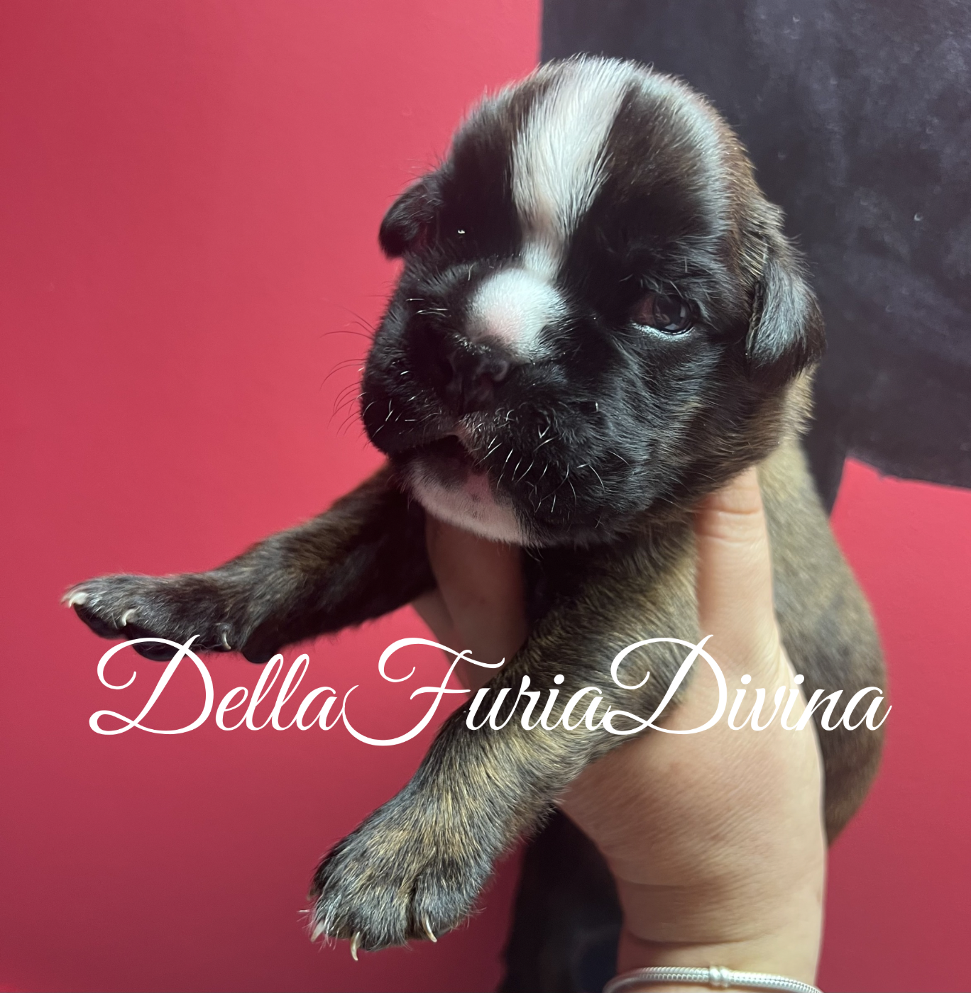 Della Furia Divina - Chiots disponibles - Boxer