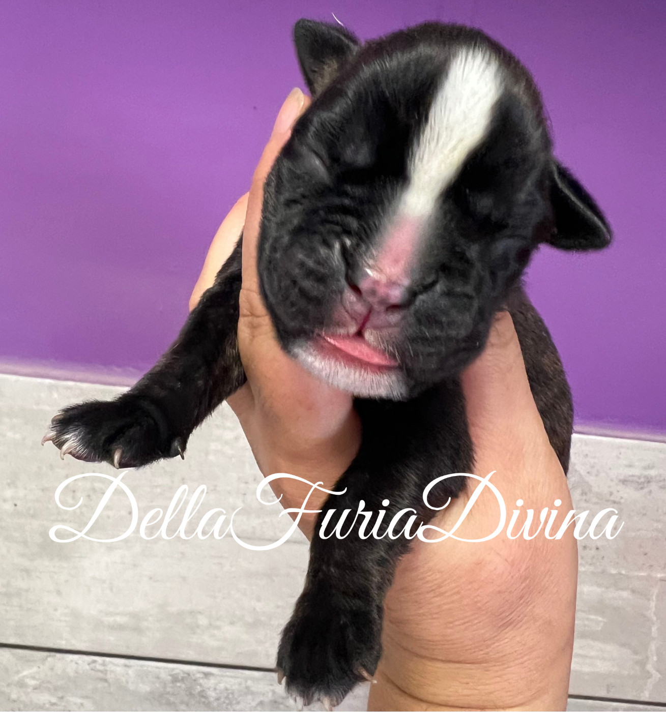 Della Furia Divina - Boxer - Portée née le 23/07/2026