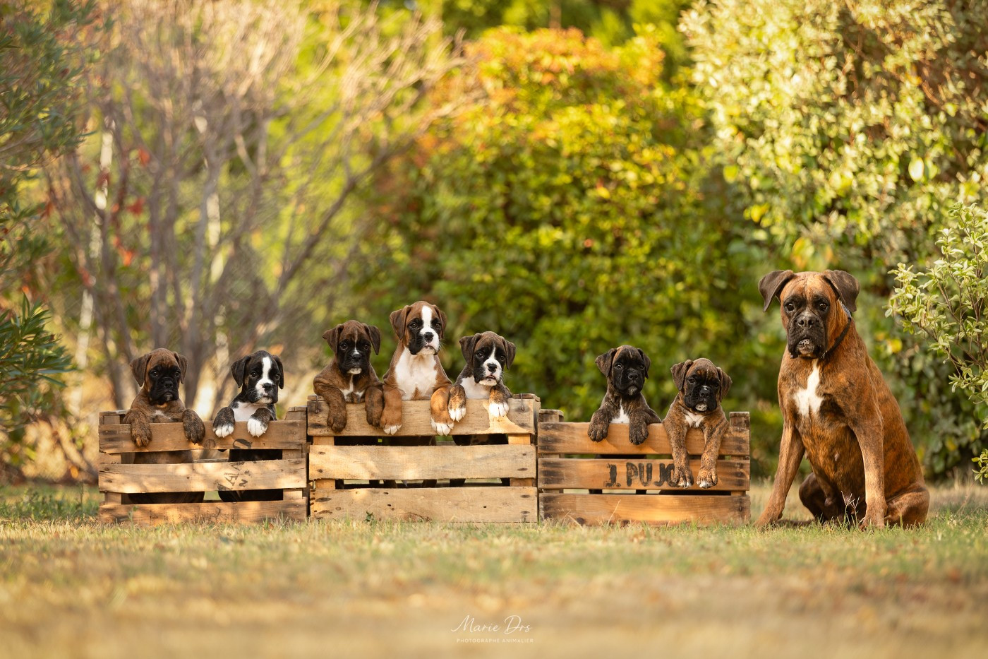 Chiot Boxer Della Furia Divina