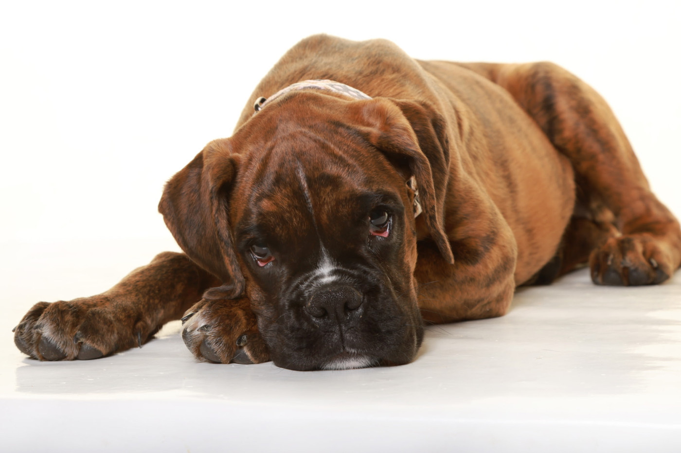 Della Furia Divina - Chiots disponibles - Boxer