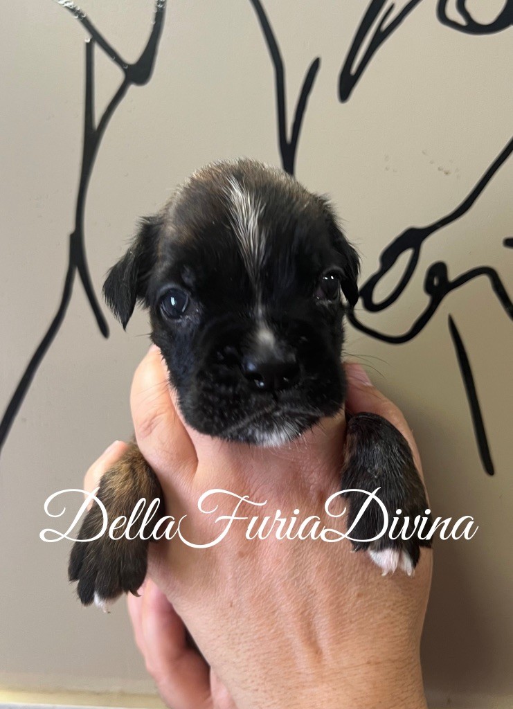 Della Furia Divina - Chiots disponibles - Boxer