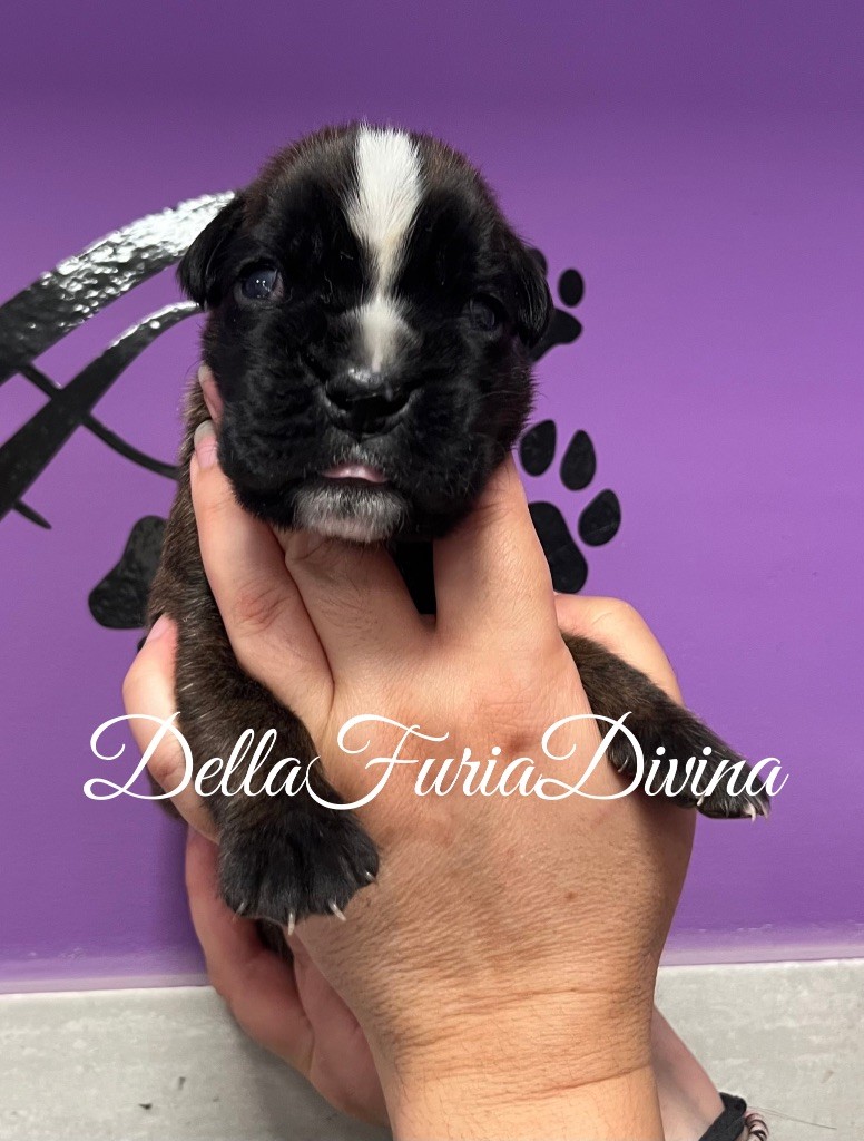 Della Furia Divina - Chiots disponibles - Boxer