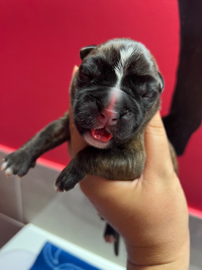 Della Furia Divina - Chiots disponibles - Boxer