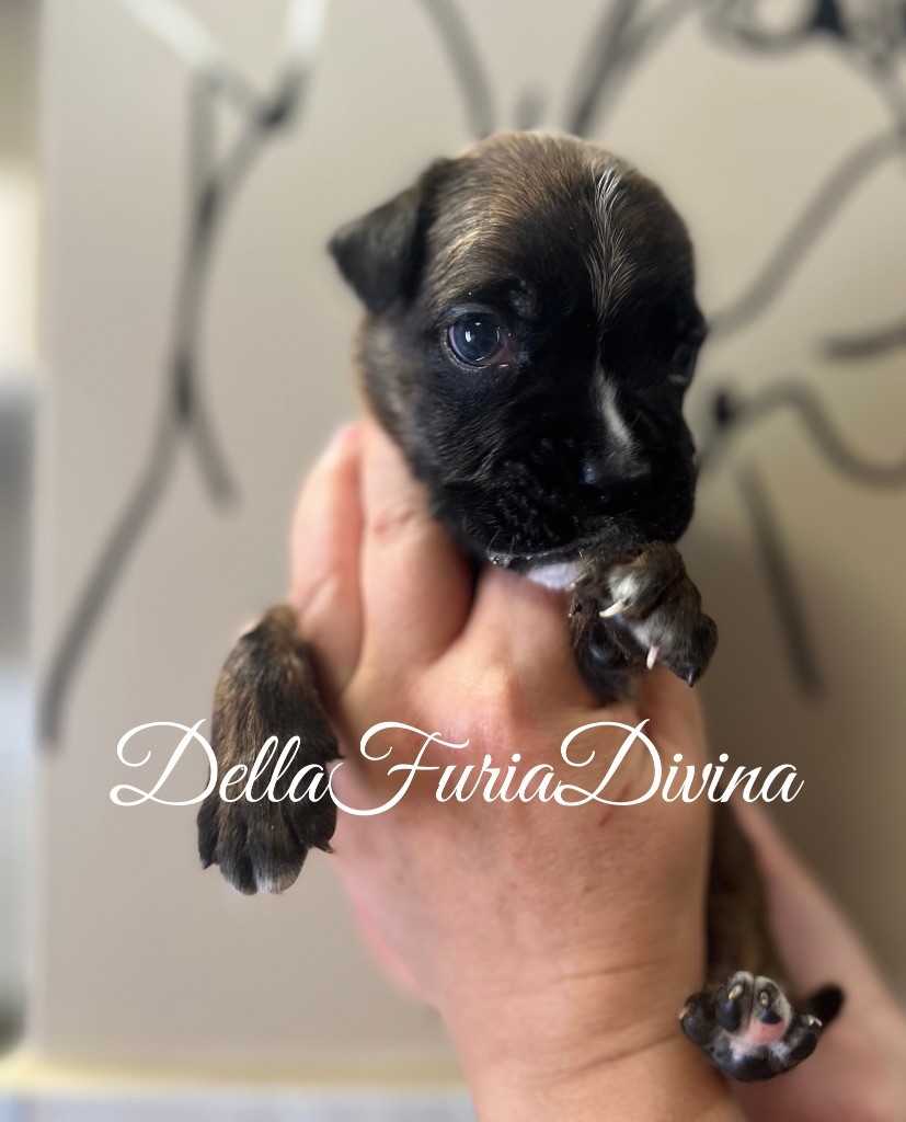 Della Furia Divina - Chiots disponibles - Boxer