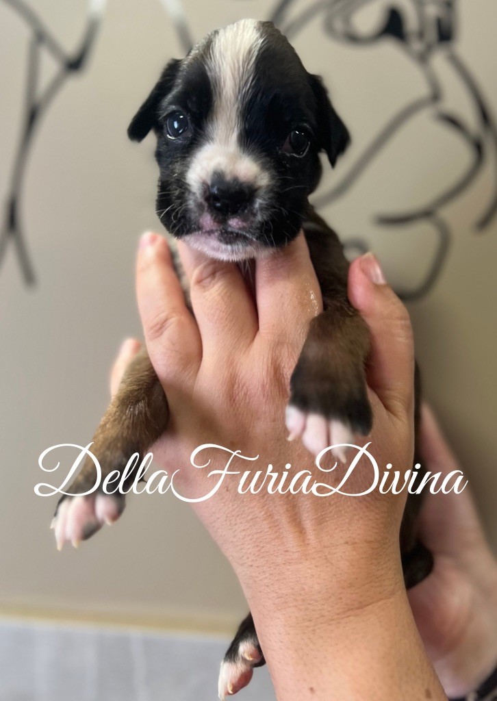 Della Furia Divina - Chiots disponibles - Boxer