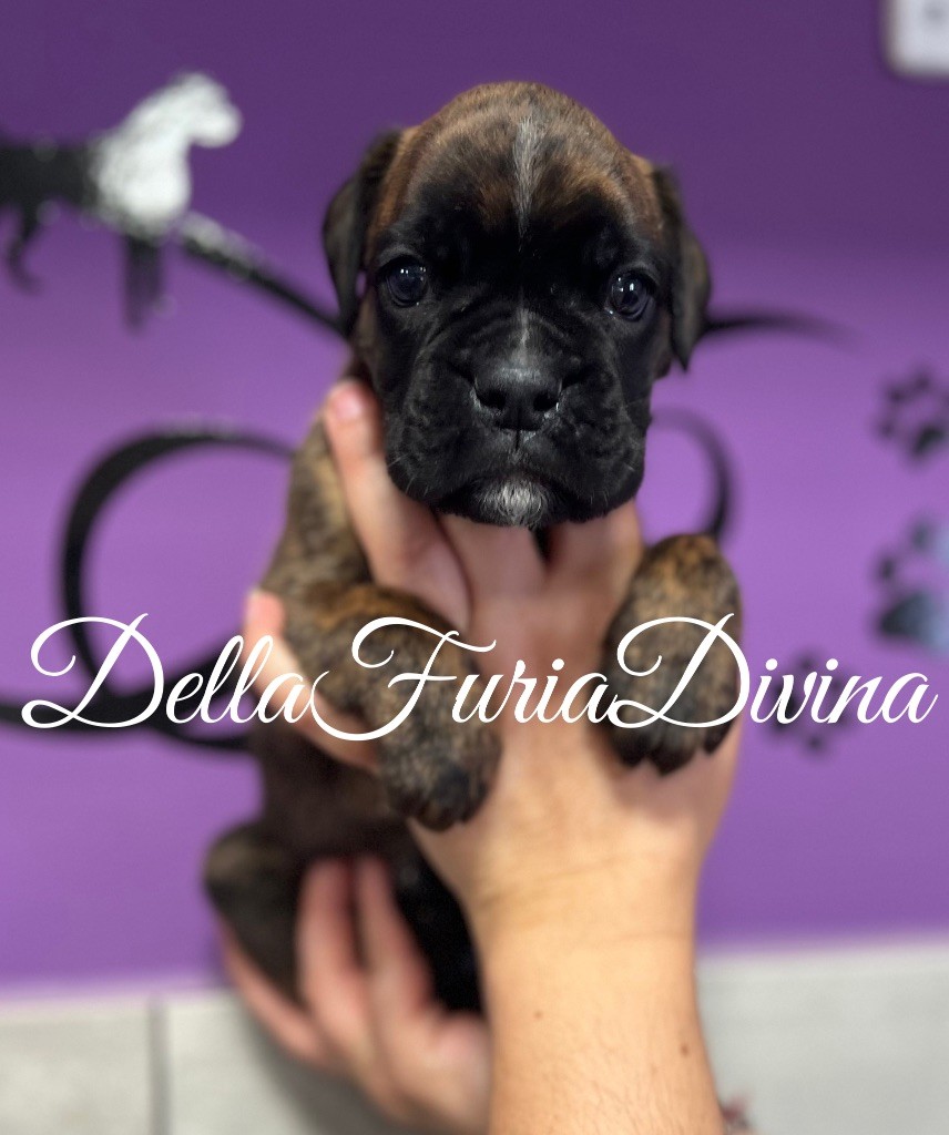 Della Furia Divina - Chiots disponibles - Boxer