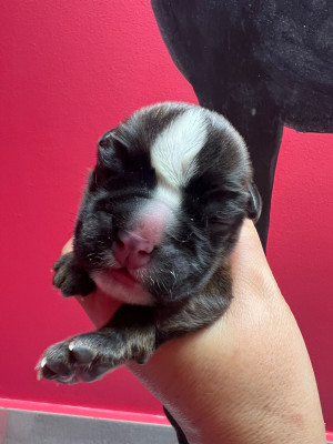 CHIOT 2