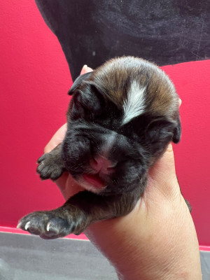 CHIOT 3