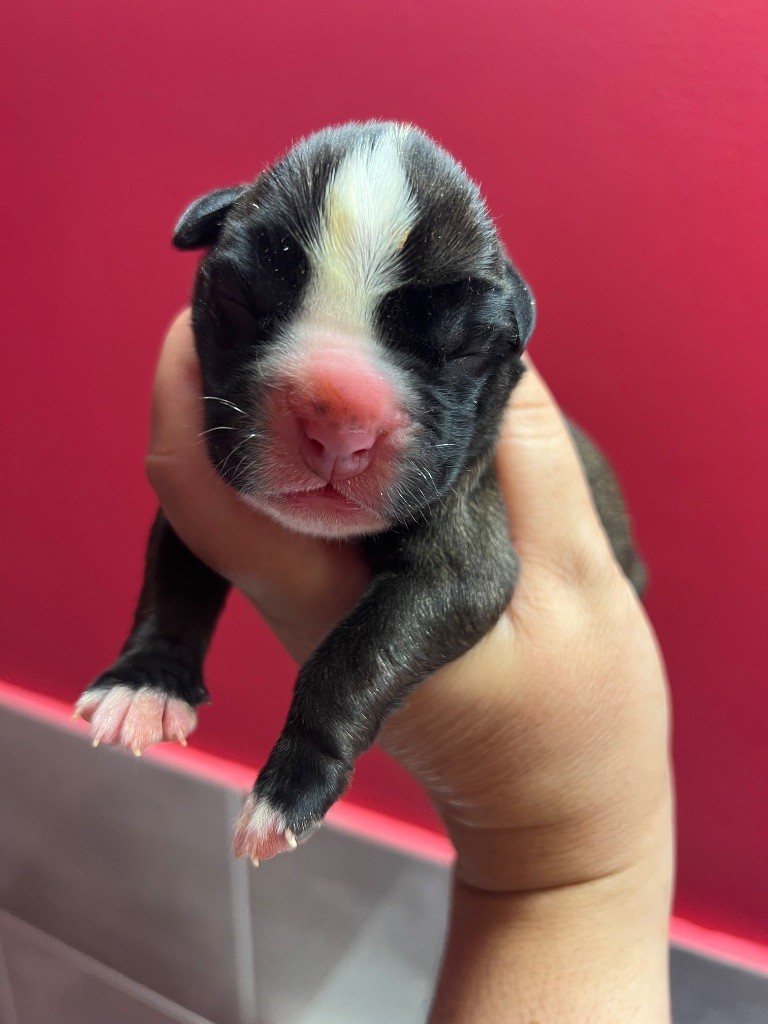 Della Furia Divina - Chiots disponibles - Boxer