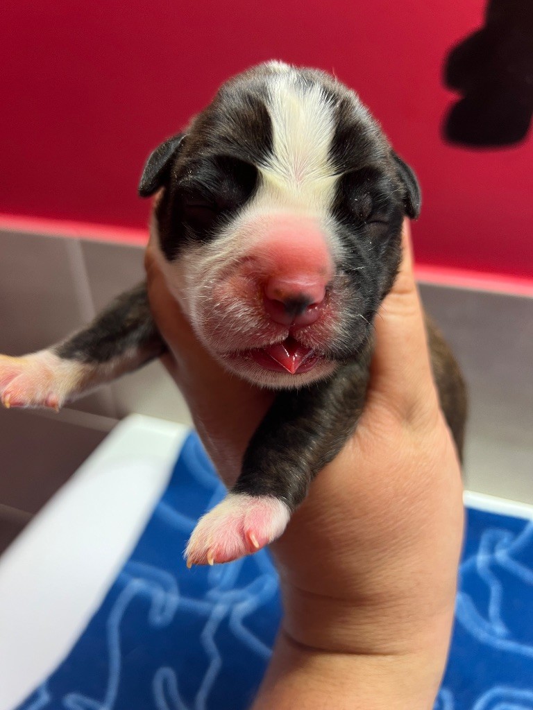 Della Furia Divina - Chiots disponibles - Boxer