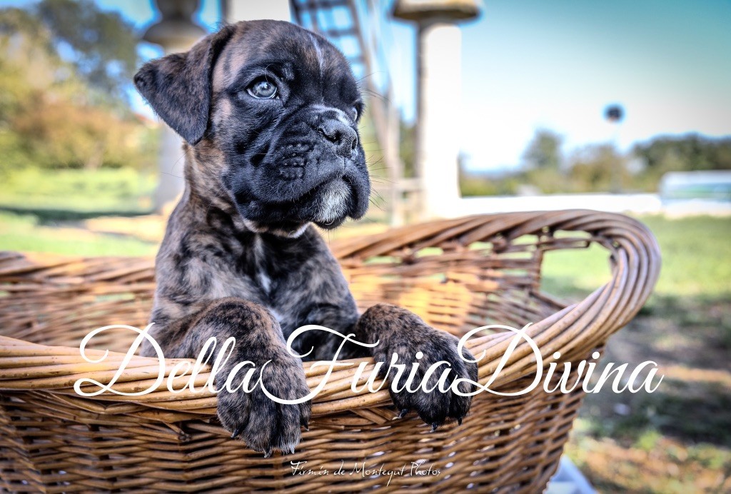 Della Furia Divina - Boxer - Portée née le 05/08/2025