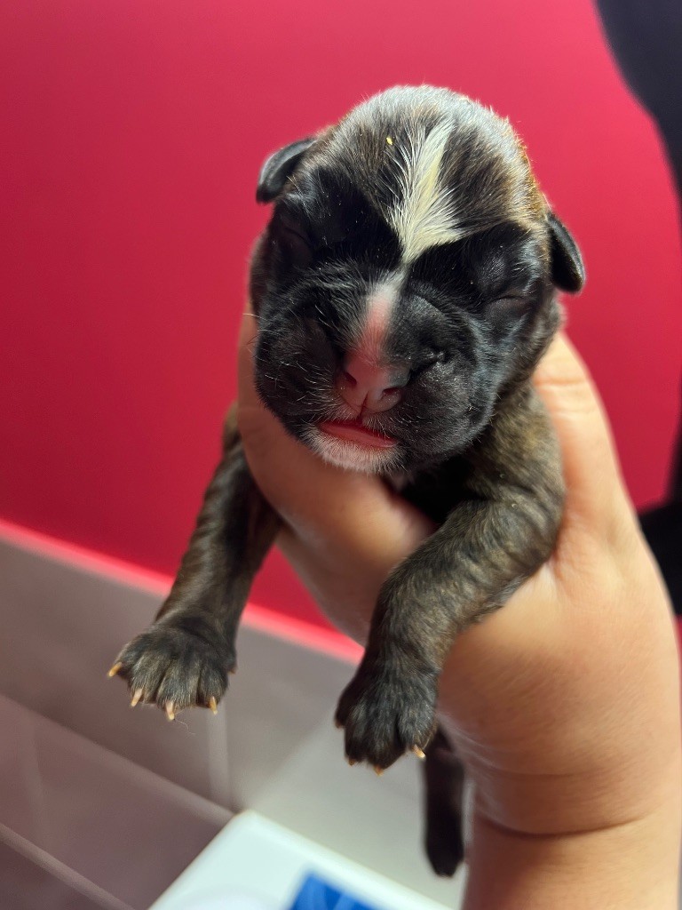 Della Furia Divina - Chiots disponibles - Boxer