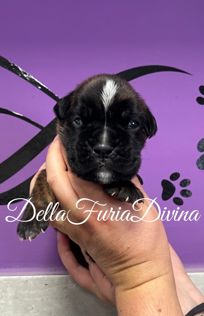 Della Furia Divina - Chiots disponibles - Boxer